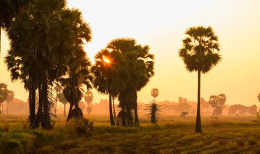 Gün batımında şeker palmiyesi ve pirinç 