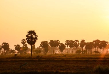 Gün batımında şeker palmiyesi ve pirinç 