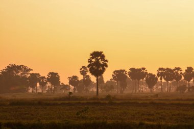 Gün batımında şeker palmiyesi ve pirinç 