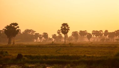 Gün batımında şeker palmiyesi ve pirinç 
