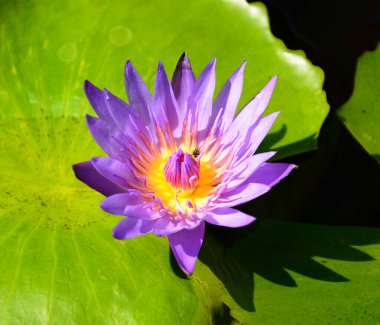 Mor Lotus çiçeği, güzel lotus çiçeği.