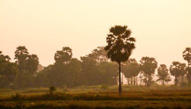Gün batımında şeker palmiyesi ve pirinç 