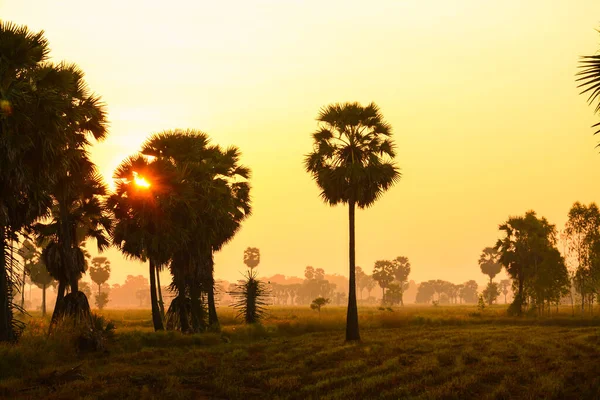 Zuckerpalme Und Reis Bei Sonnenuntergang — Stockfoto