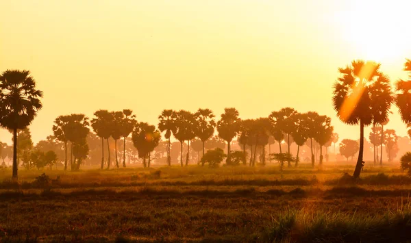 Zuckerpalme Und Reis Bei Sonnenuntergang — Stockfoto