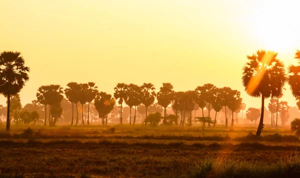 Zuckerpalme Und Reis Bei Sonnenuntergang — Stockfoto