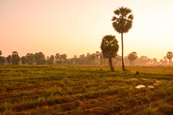 Zuckerpalme Und Reis Bei Sonnenuntergang — Stockfoto