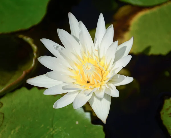 Weiße Lotusblume Schöner Lotus — Stockfoto