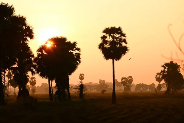 Zuckerpalme Und Reis Bei Sonnenuntergang — Stockfoto