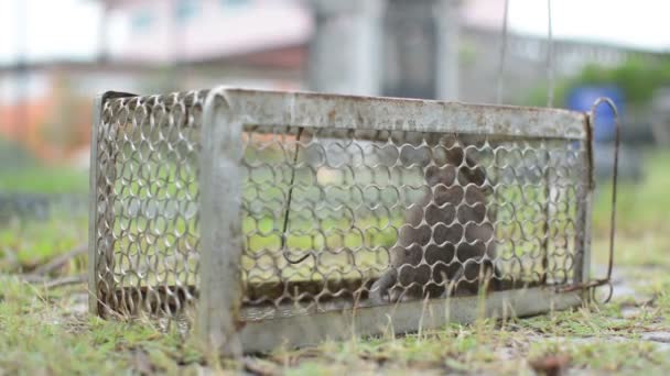 Rat Cage Catching Rat — Stock Video