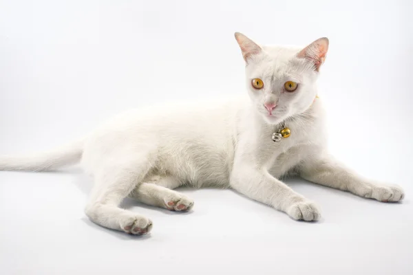 Bílá kočka izolovat na bílém pozadí Stock Snímky