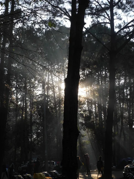 Silhouette sunlight in the forest — Stock Photo, Image