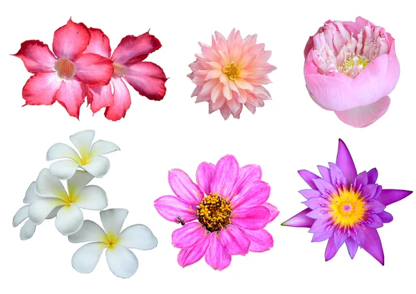 Výběr různých květin izolovaných na bílém pozadí. Stock Snímky