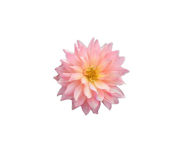 Fiori rosa — Foto Stock