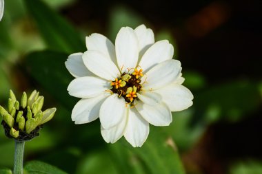 Güzel bahar çiçekleri