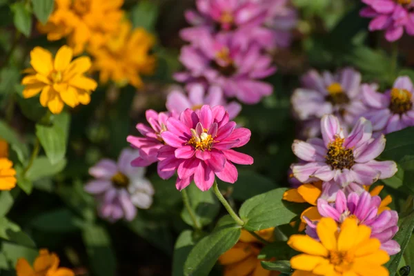 Bellissimi fiori primaverili — Foto Stock