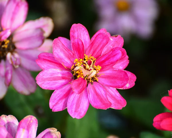 Bellissimi fiori primaverili — Foto Stock