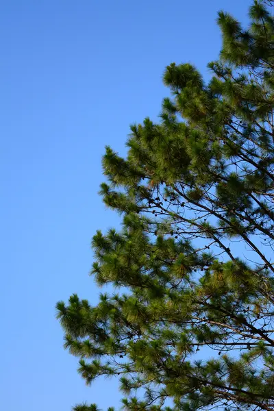 Tree with blue sky — Stock Photo, Image
