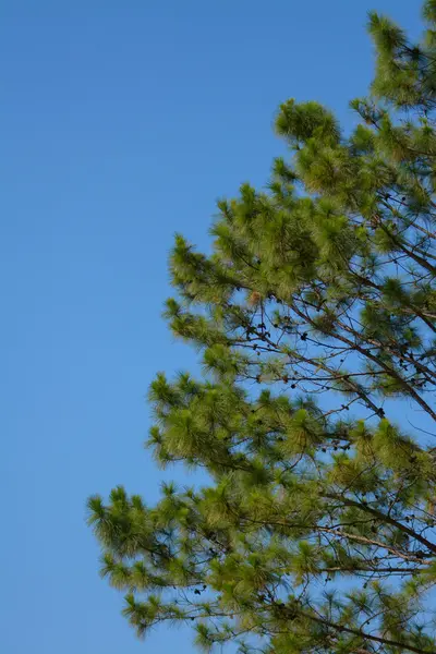 Tree with blue sky — Stock Photo, Image