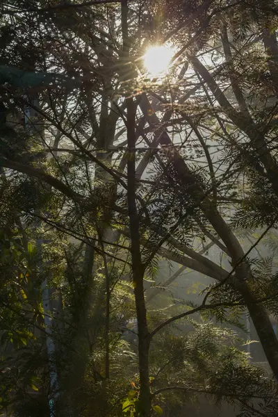 Sunset in the forest , Phu Rua in Thailand — Stock Photo, Image