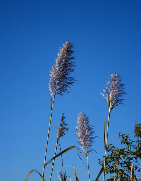 Schilf aus Gras am blauen Himmel — Stockfoto