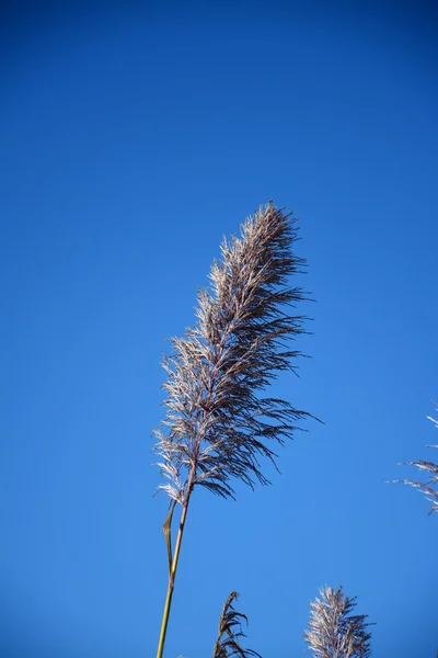 Schilf aus Gras am blauen Himmel — Stockfoto