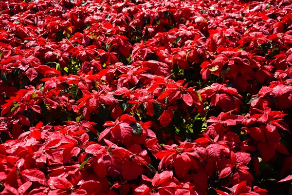 Roter Baum im Garten — Stockfoto