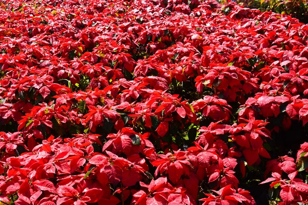 Roter Baum im Garten — Stockfoto