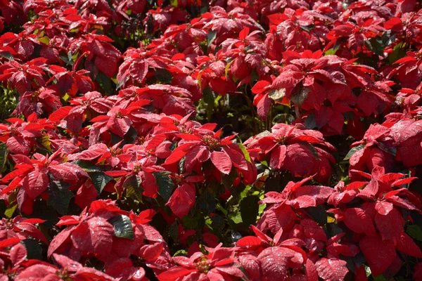 Árbol rojo en el jardín —  Fotos de Stock