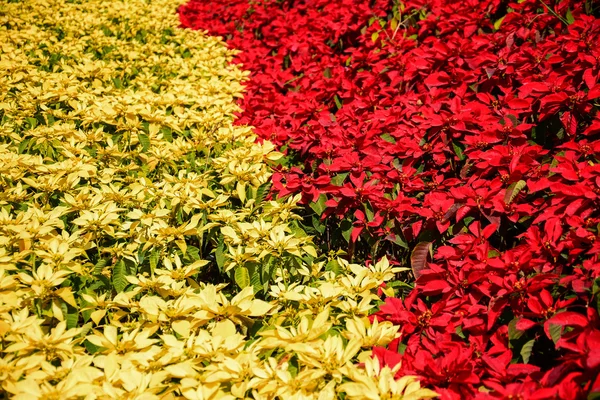 Albero rosso e giallo in giardino — Foto Stock