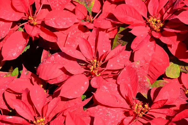 Árbol rojo en el jardín — Foto de Stock