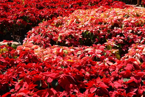 Árbol rojo en el jardín —  Fotos de Stock