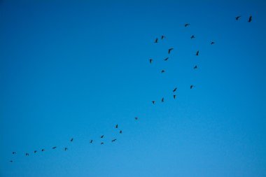 kuş, mavi gökyüzü, Tayland geri dönüyor