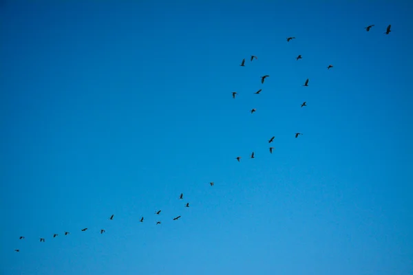 Pássaro girando no céu azul, Tailândia — Fotografia de Stock