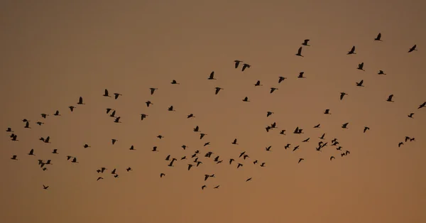 Oiseau tournant autour au crépuscule — Photo