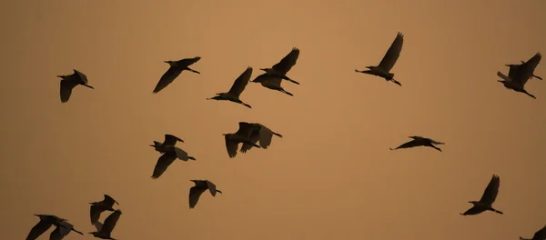 Pták, otočila se za soumraku — Stock fotografie