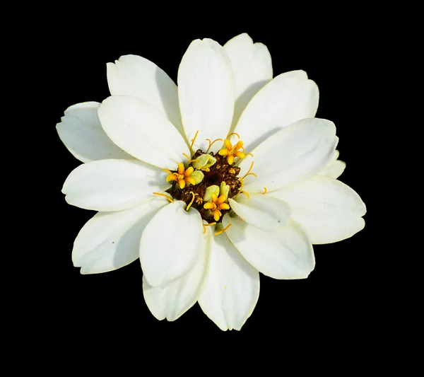 黒い背景に隔離された白い花 — ストック写真