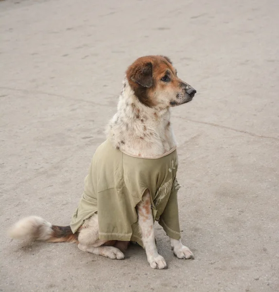 タイの犬服 t シャツ — ストック写真
