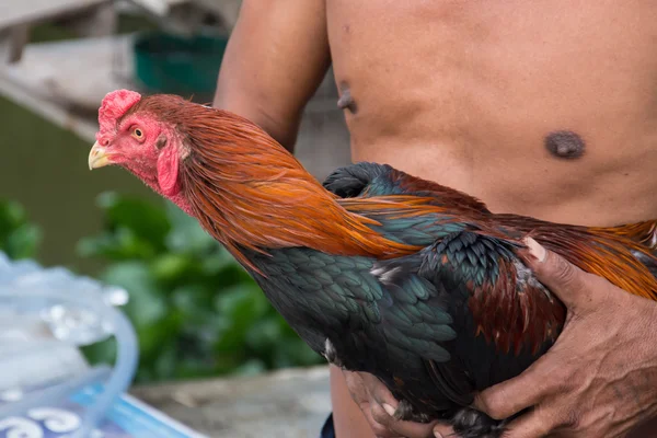 Hombre abrazo un tailandés lucha polla o gallo pollo — Foto de Stock