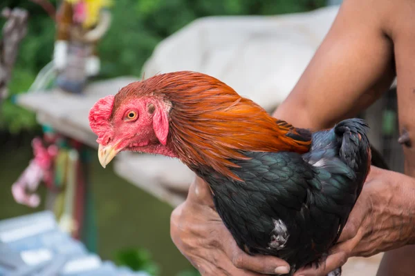 Hombre abrazo un tailandés lucha polla o gallo pollo — Foto de Stock