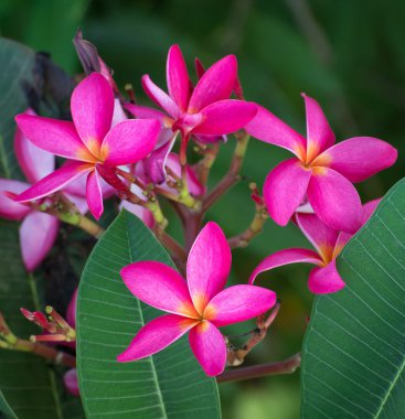 doğa zemin üzerine pembe leelawadee çiçek