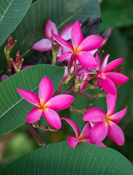 Pink leelawadee flower on nature background — Stock Photo, Image