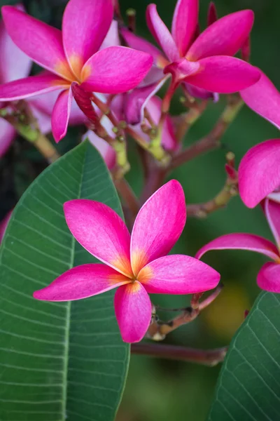 Růžový leelawadee květina na pozadí přírody — Stock fotografie