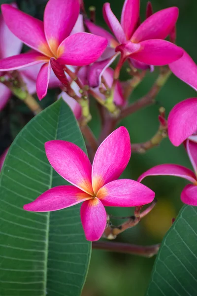 Rosa flor leelawadee en el fondo de la naturaleza —  Fotos de Stock