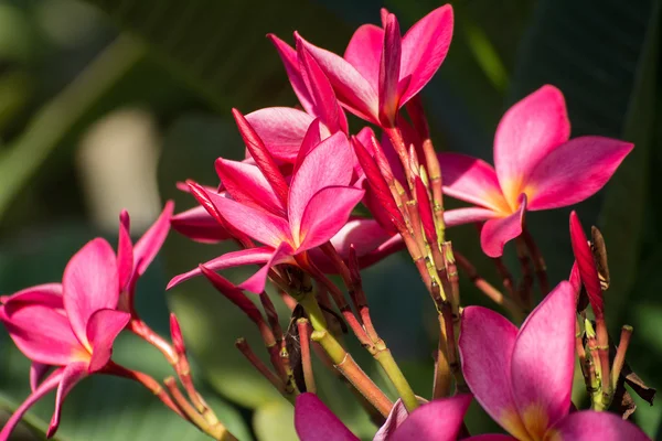 Pink leelawadee flower on nature background — Stock Photo, Image