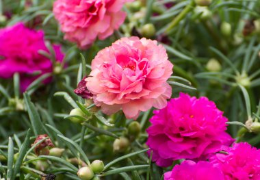 Portulaca çiçek