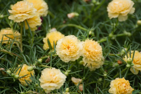 Flor de Portulaca — Fotografia de Stock