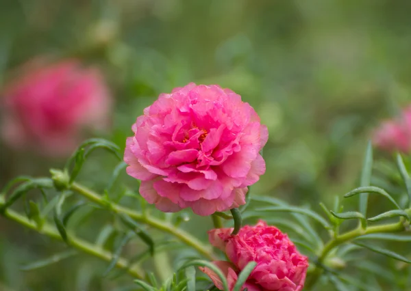 Flor de Portulaca — Fotografia de Stock