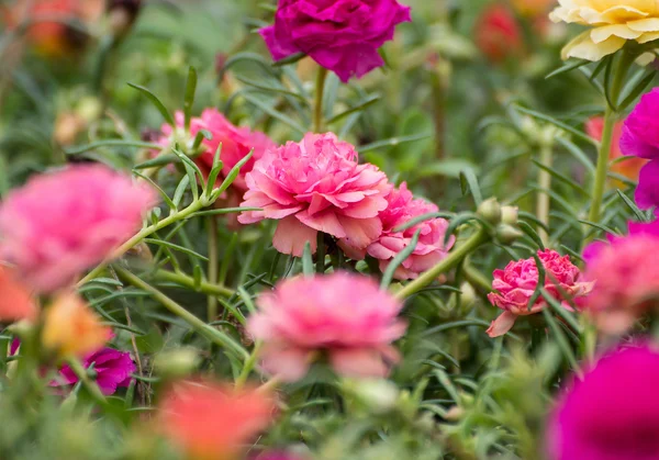 Flor de Portulaca — Fotografia de Stock