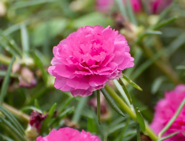 Flor de Portulaca — Fotografia de Stock