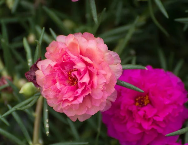 Portulaca-Blüte — Stockfoto